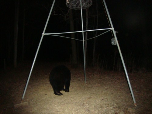 Black bear picture