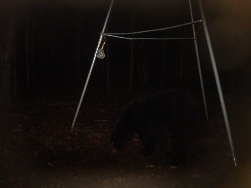 Black bear picture