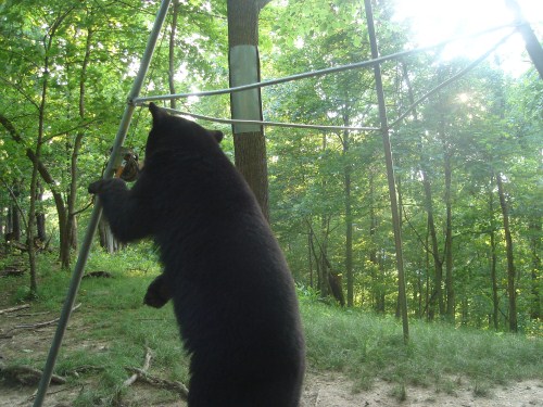 black bear picture