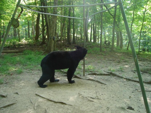 Black bear