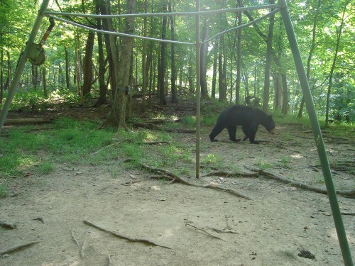 Black bear picture