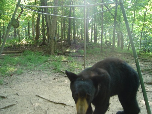 black bear