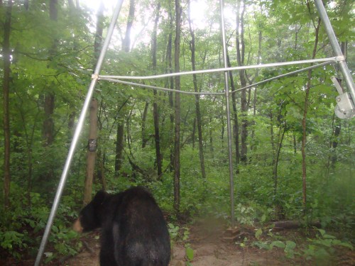 black bear picture