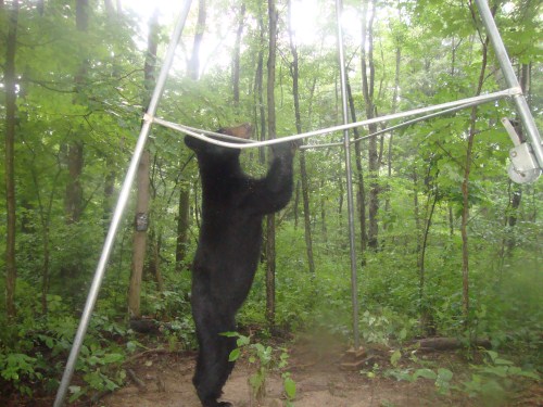 Black Bear