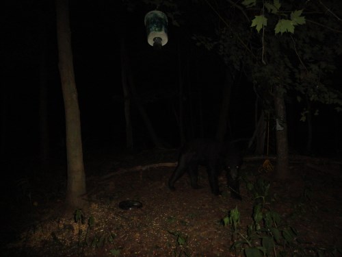 are black bears nocturnal