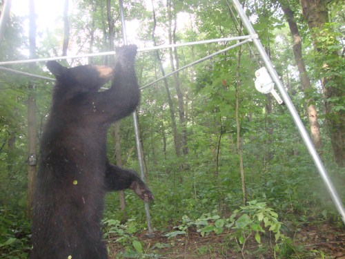 Black bear picture