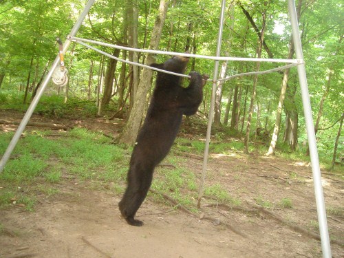 Black bear picture