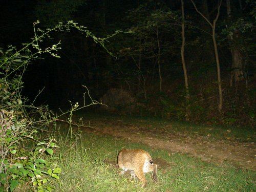 Bobcat Picture