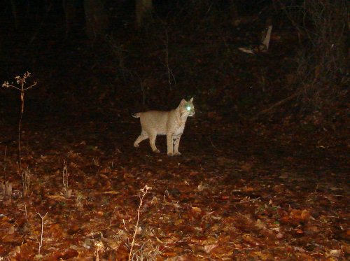 Bobcat Picture