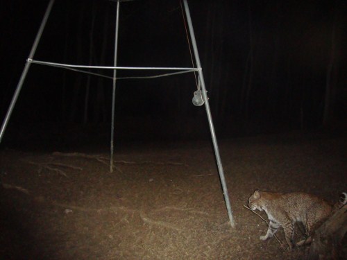 Bobcat picture