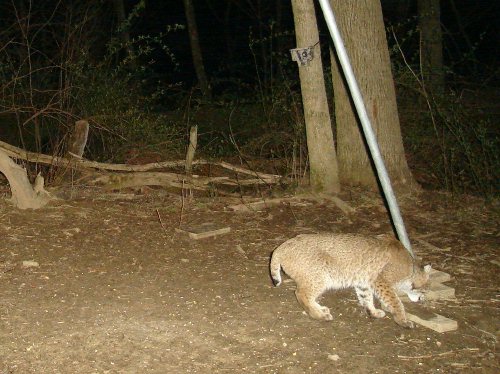 Bobcat Picture