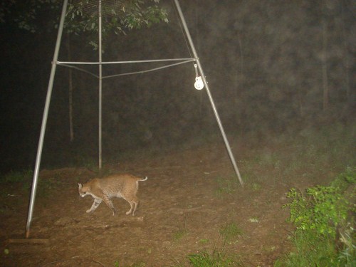 bobcat picture