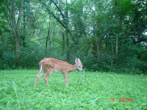 Bucks and Bosses food plot seed