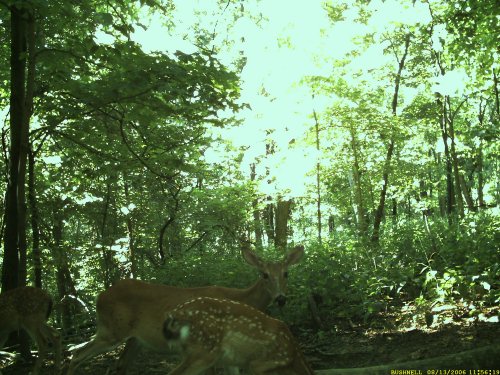 Bushnell fawn picture