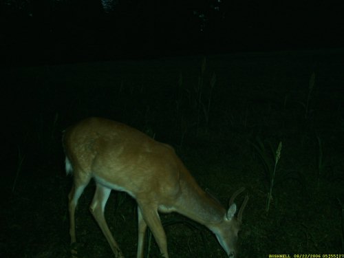 Bushnell picture of a spike buck