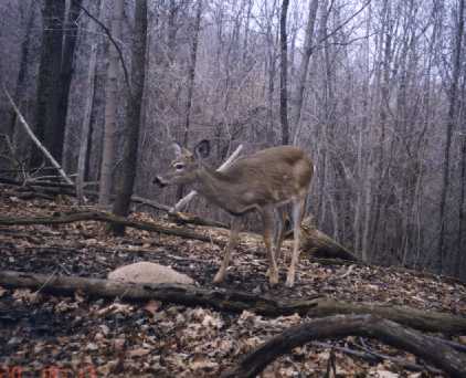 Button Buck at Mineral Lick