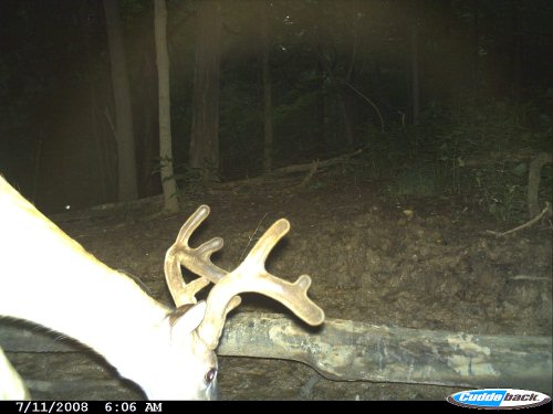 Cuddeback Capture washed out picture