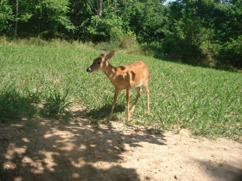 Chicory Plus food plot picture