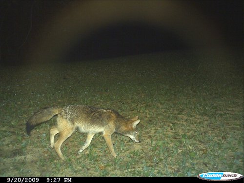 Coyote Picture