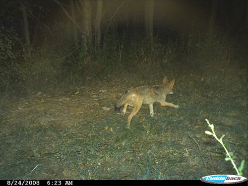 Coyote