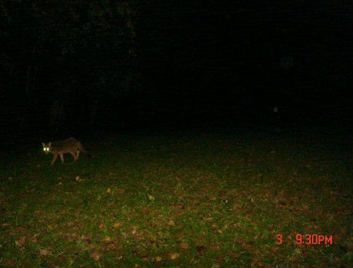 Coyote Picture