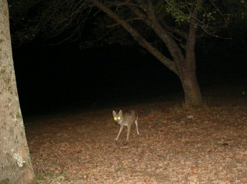 Coyote picture