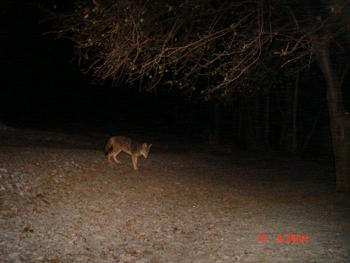 Coyote Picture