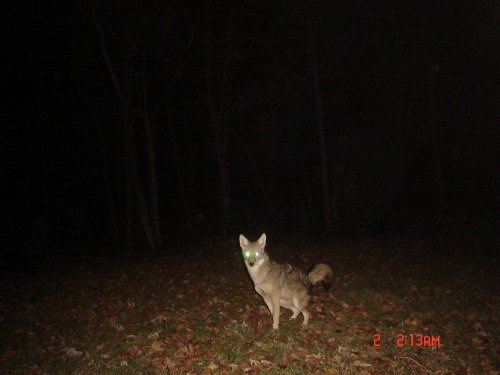 Food Plot Coyote