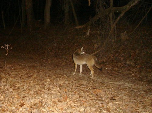 Coyote picture in December