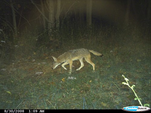 Coyote