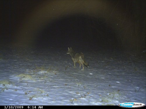 Coyote picture