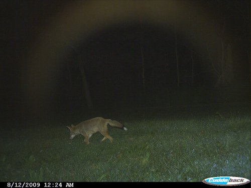 Coyote Picture