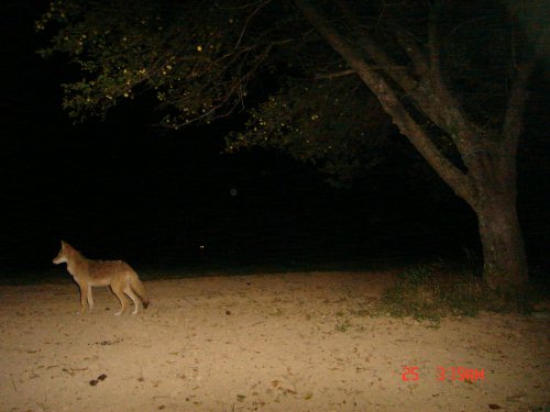 Coyote at an apple tree