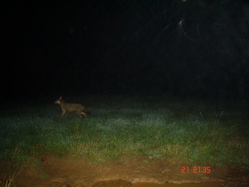 Coyote photo