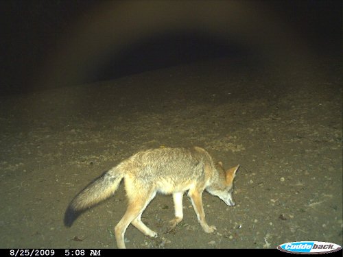 Coyote Picture