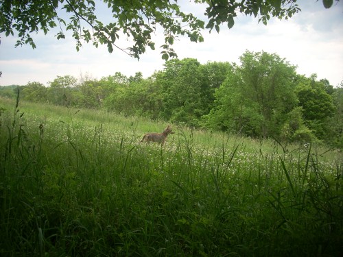 coyote picture