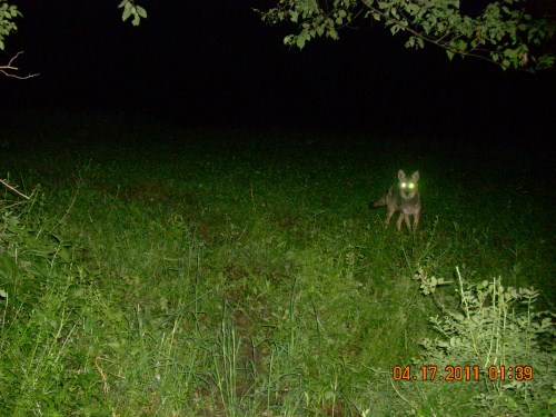 Coyote picture