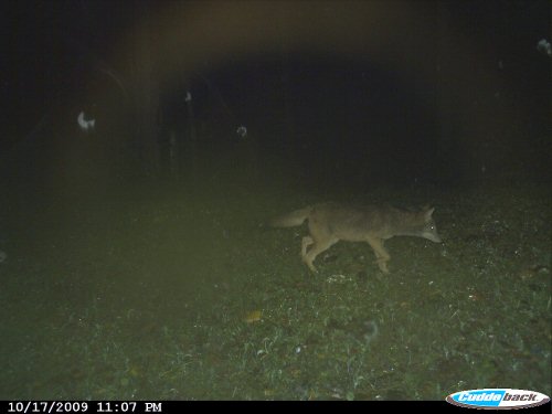 Coyote Picture