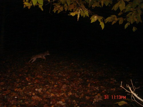 Coyote Picture