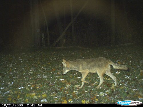 Coyote Picture