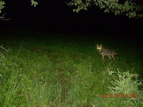 Coyote pic