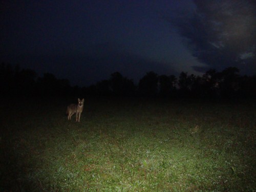 Coyote Picture