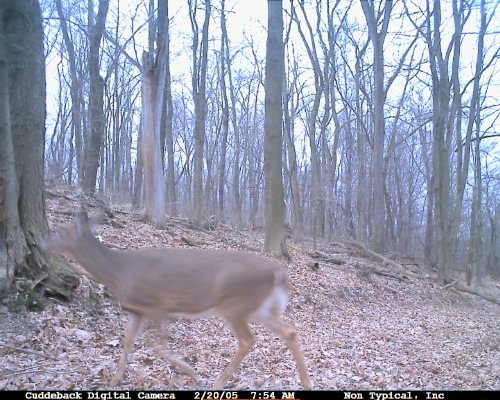 Cuddeback Scouting Camera Pictures