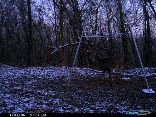 Cuddeback picture at dusk