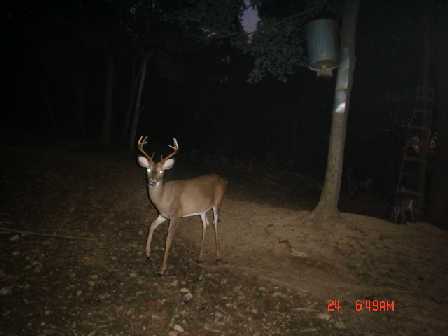 Buck Photo