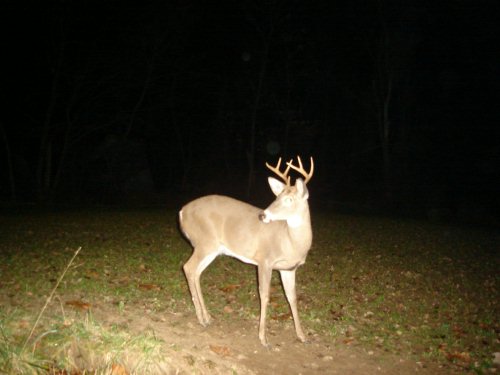 8 point buck