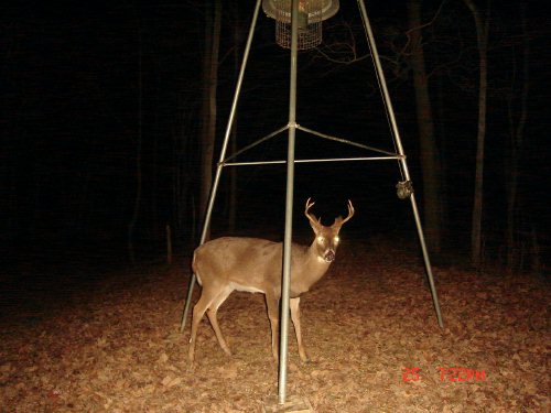 Nine point buck