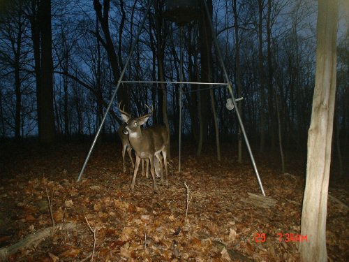 Wide eight point buck