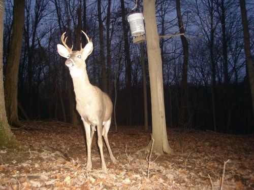 Non-typical eight point buck