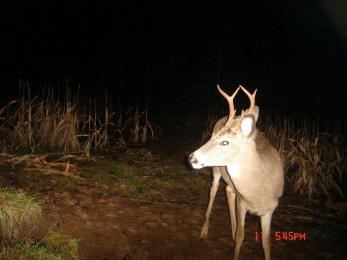 Six Point Buck